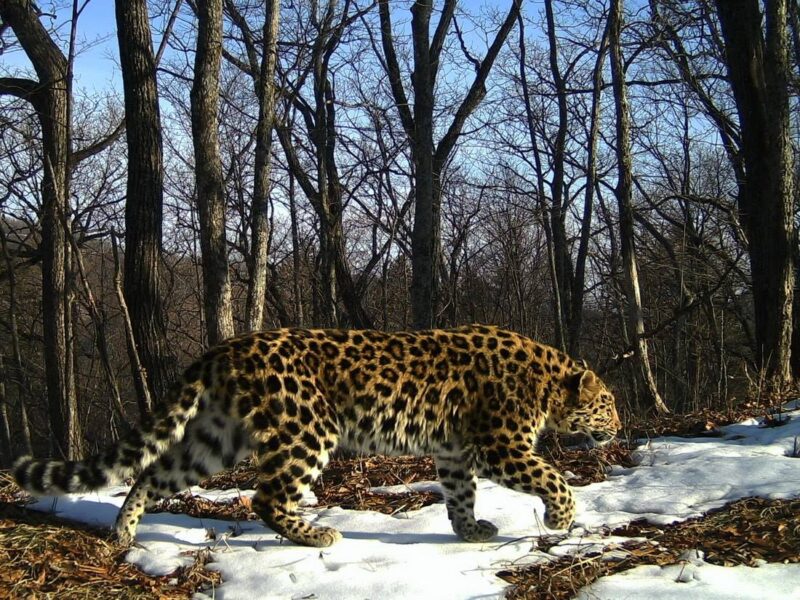 An Amur leopard, photographed from a camera trap.