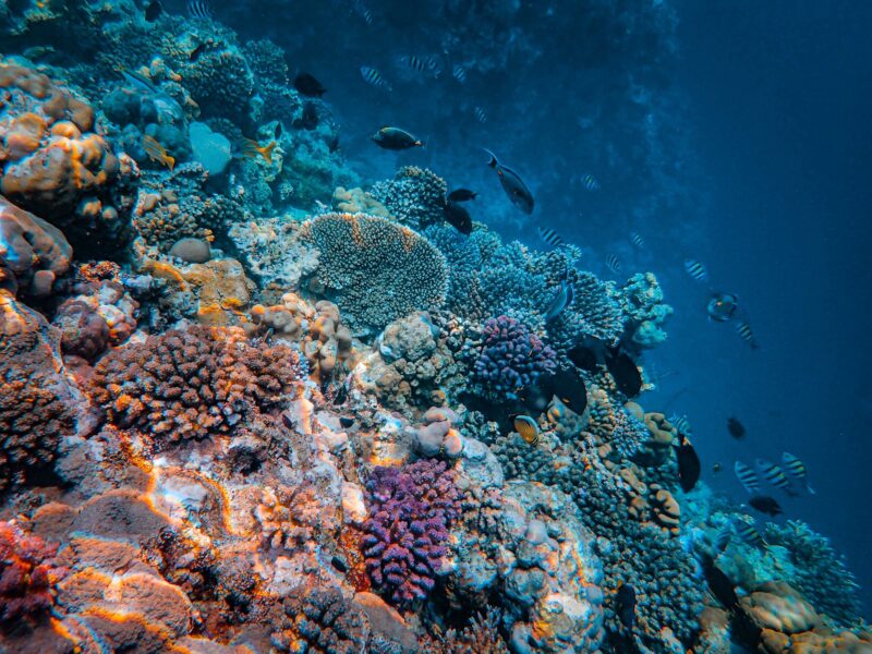 A vibrant coral reef.
