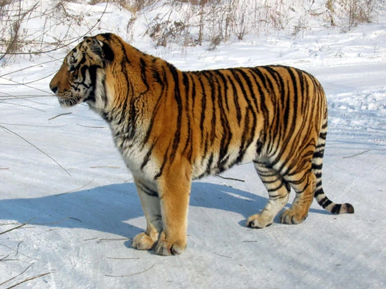 The Amur Tiger, also known as the Siberian Tiger.