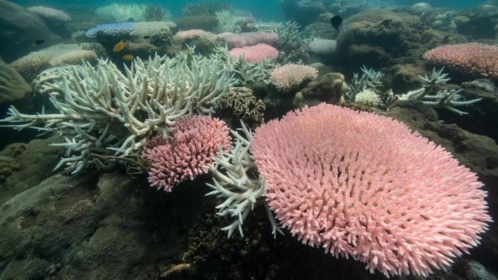 Healthy pink corals alongside dying bleached corals in Australia’s Great Barrier Reef.