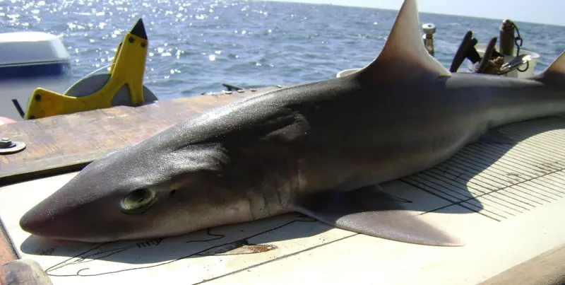 A mustelus canis, also known as smooth dogfish shark. Image from Wikimedia Commons. Public Domain.