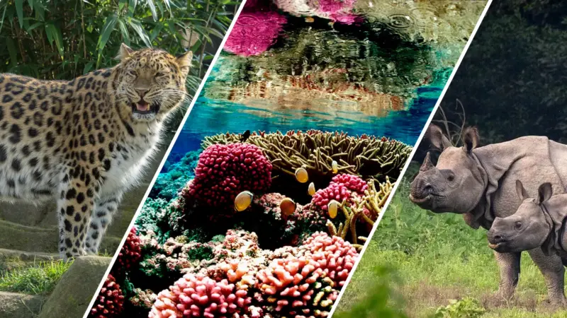 An Amur leopard (CC BY 2.0), a coral reef (CC BY 2.0), and two greater one-horned rhinoceroses (CC BY-SA 4.0). Images from Wikimedia Commons.